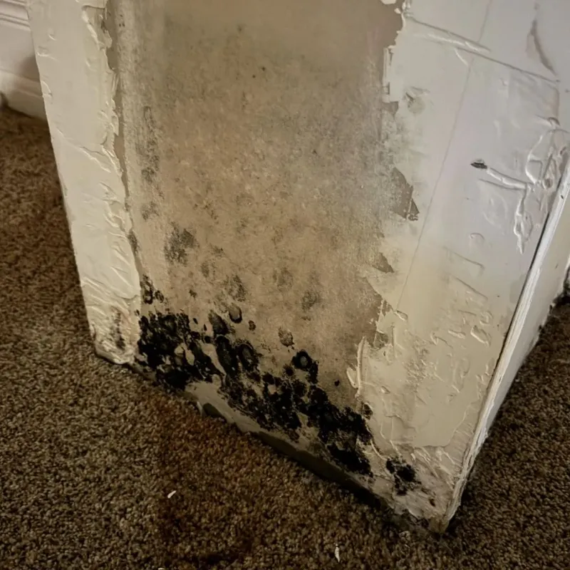 Professional Mold Removal in Northlake, TX